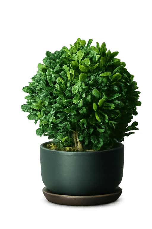 main plant