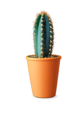 Aglaonema plant